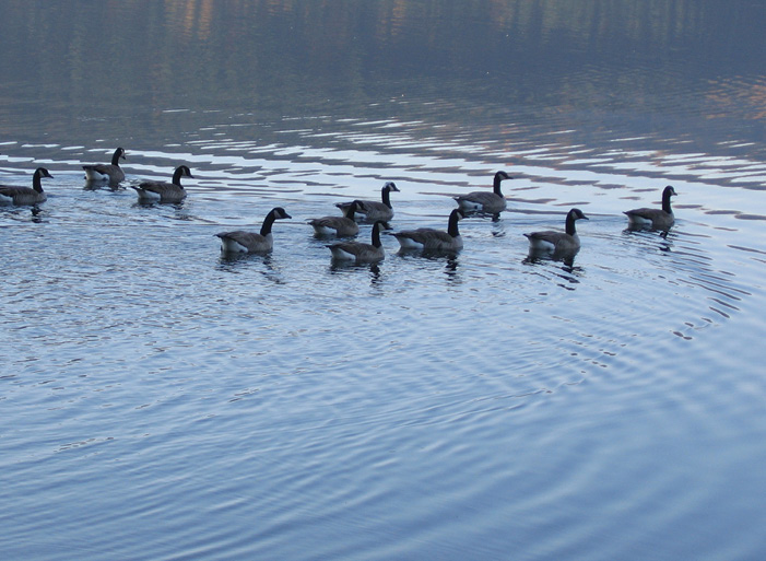A photograph of a flock of Canada geese that are swimming on the water.