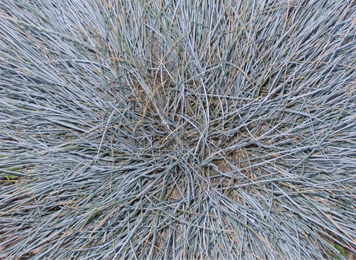 A closeup photograph of blue grass. The rounded grass blades are leaning outward from the center forming a round shape.