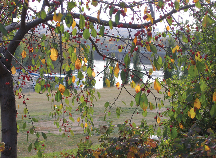 A closeup photograph of a tree with the leaves turning yellow with bright red berries hanging on the tree branches. One can see the bend of a river in the distance through the branches.