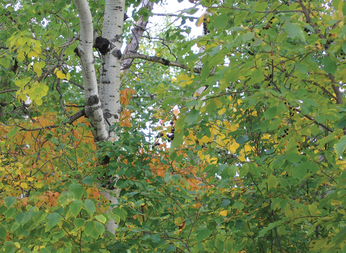 A photograph of a tree and surrounding shrubs in the early fall. Some leaves are starting to turn yellow and orange.