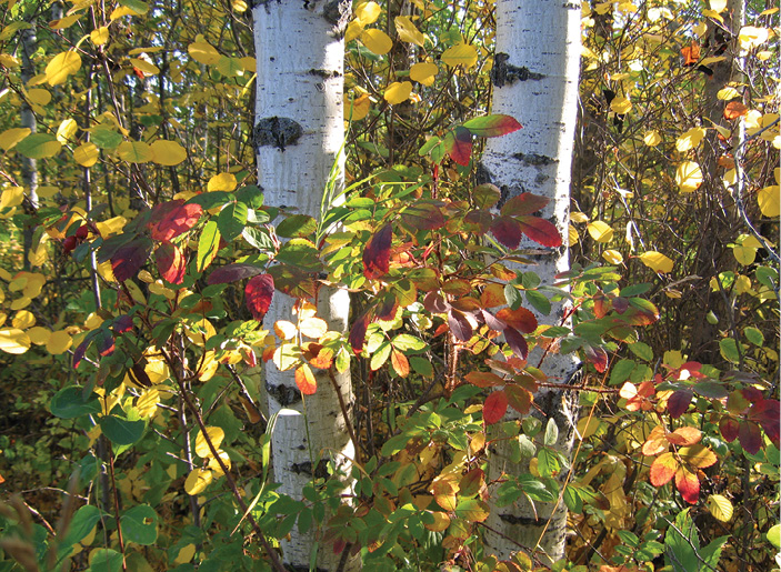 A closeup photograph of trees and bush in a park in early fall. Bright sunlight accentuates yellow, red and green leaves of the growth.